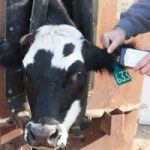 Cattle Electronic ID – SB 4282
